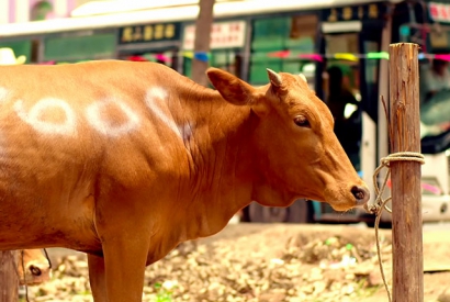 禁止吃牛肉的国家有哪些？