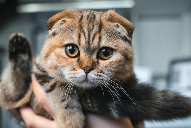 折耳猫为什么不能养？